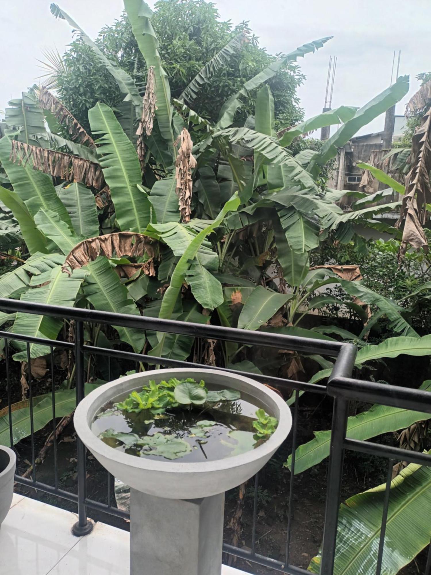 Lovely Flowers In Mount Lavinia Dehiwala-Mount Lavinia Exterior foto